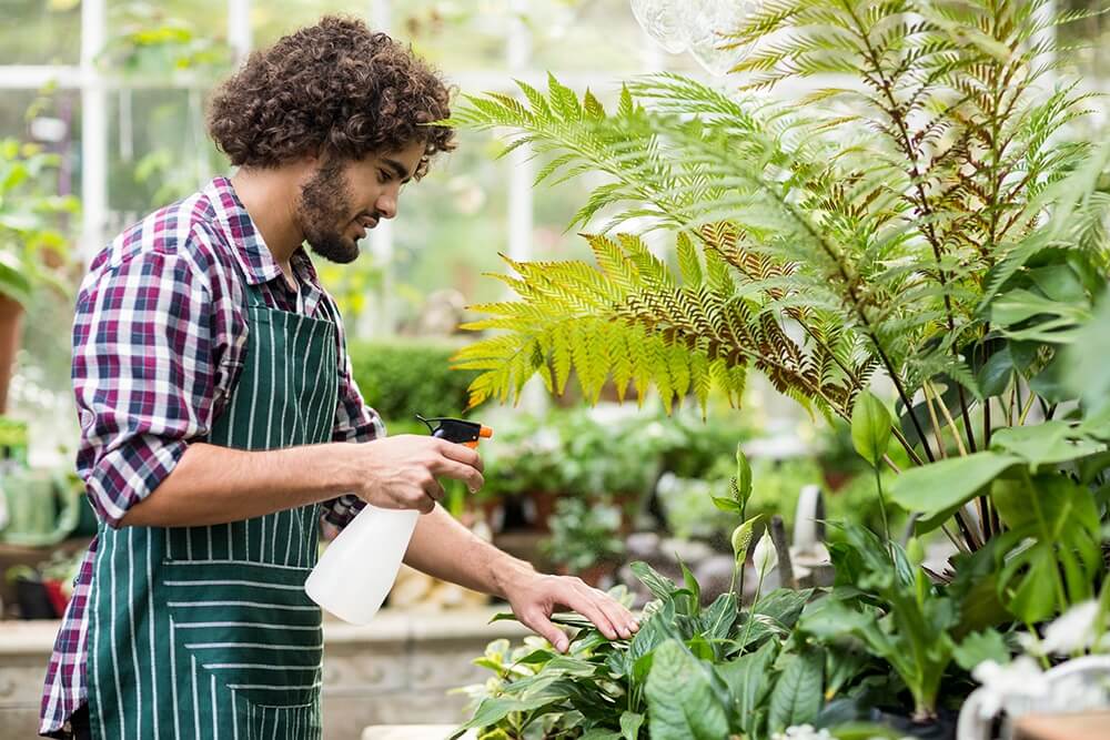 Spraying Hydrogen Peroxide on Plants