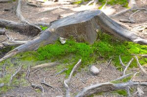 Root Rot Treatment With Hydrogen Peroxide