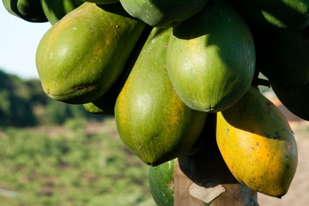 Treating Fungus on Fruit Trees Using Hydrogen Peroxide.