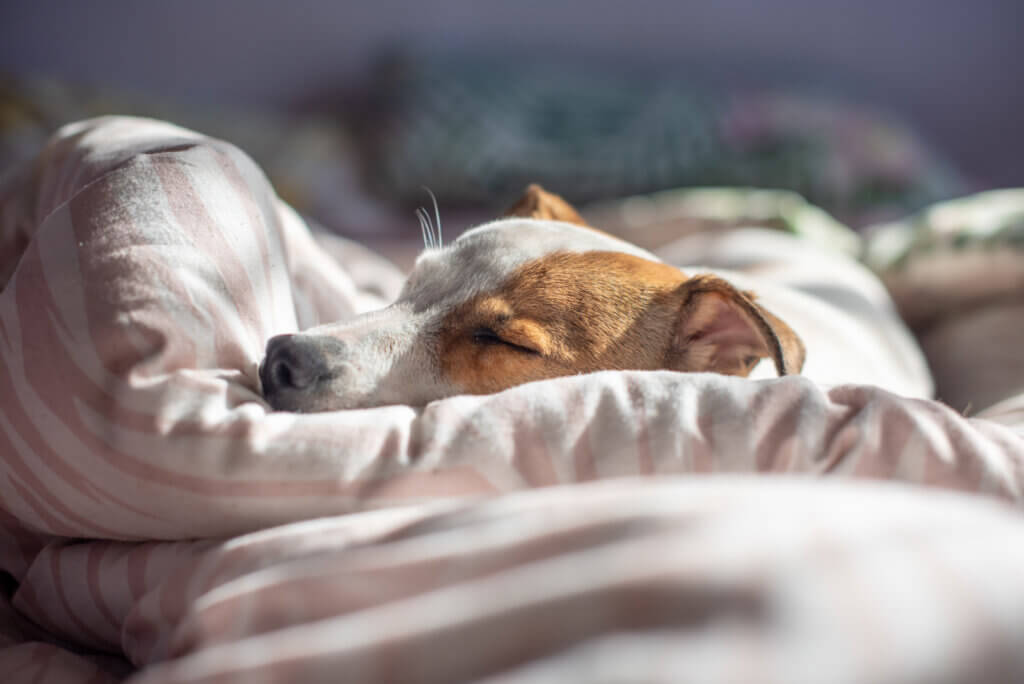 Cleaning Pet Bedding and Toys With Hydrogen Peroxide