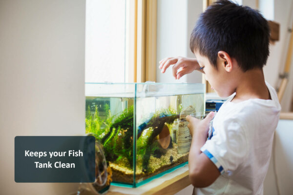 family home a boy feeding the fish in a tropical peroxide