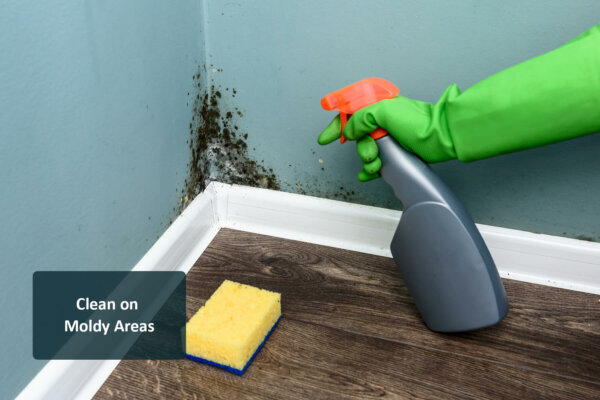 Spray bottle near black mold