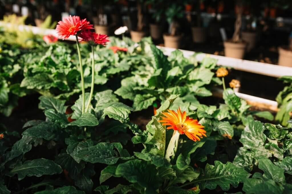Gerbera flowers in the garden.