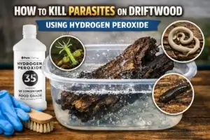 Driftwood soaking in hydrogen peroxide solution to kill parasites and bacteria before placing in an aquarium